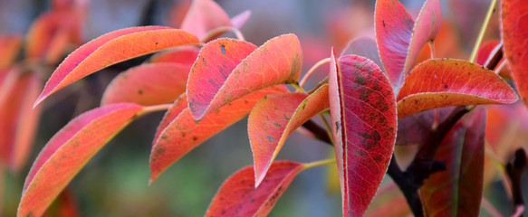 Wunderschöne Färbung der Blätter eines Birnenbaumes im Herbst, Banner
