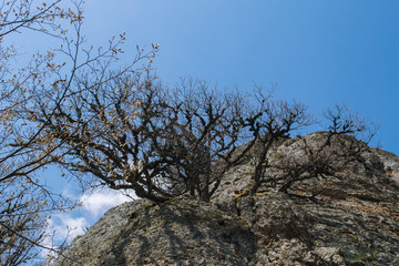 Rocks, bushes and fog in autumn Crimea mountains. Beautiful landscape.