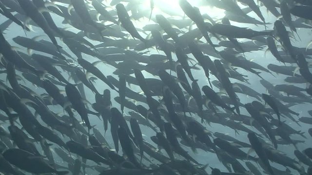 Huge school of fish silhouetted against sun