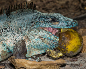 Black iguana at Curu Wildlife Reserve, Tambor, Costa Rica