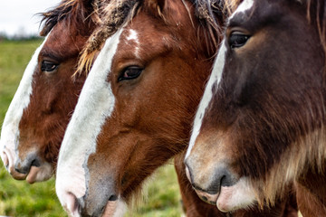 Obraz premium Horses standing in a lineup for a head shot on an overcast autumn day