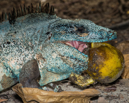 Black iguana at Curu Wildlife Reserve, Tambor, Costa Rica