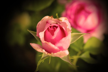 Rosa pink rouse