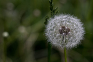 dandelion on background of green grass