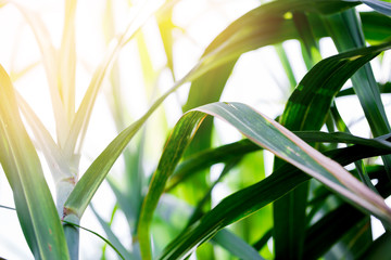 Obraz premium sugarcane leaf on green background.