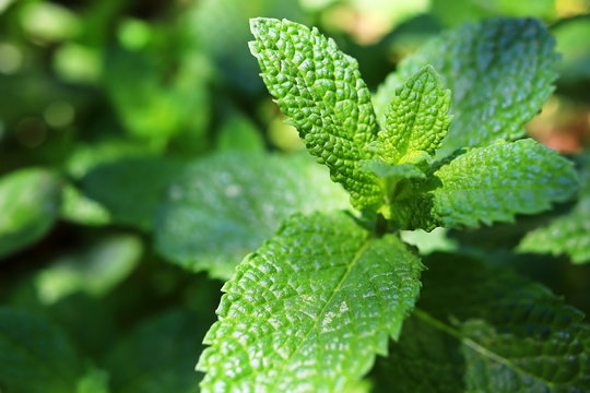 mint