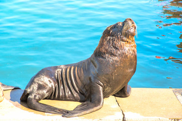Sea lion resting on the quay   