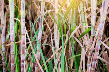 Sugar cane plants in growth at field.