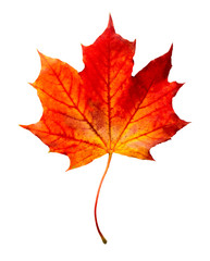 Mape leaves isolated on white.