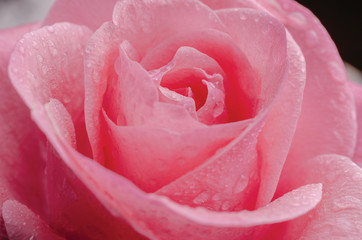 Pink rose covered with drops of water