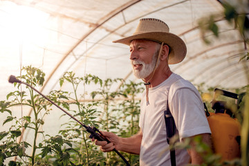 Senior man working  in greenhouse