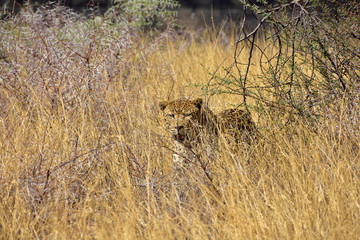 Leopard im Gras Namibia