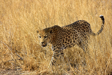 Fototapeta na wymiar Leopard im Gras Namibia