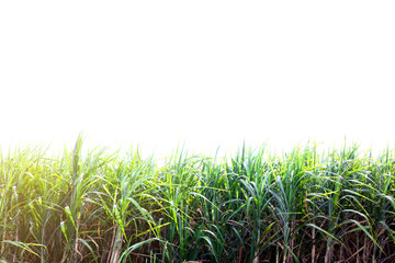 Obraz premium Sugar cane field with white isolated background.
