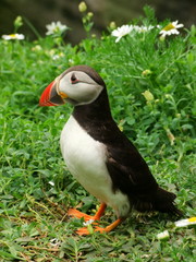 Puffin