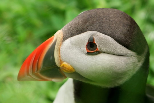 Puffin