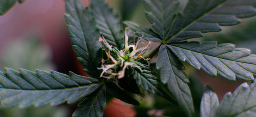 Cannabis Flowering Stage. Weed Buds in close-up