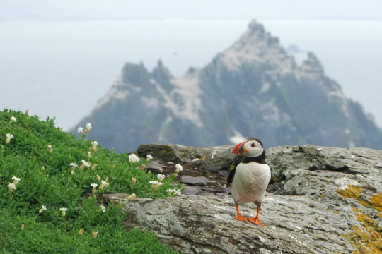 Puffin