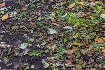 A chipmunk playing on the forest floor of High Park on a fall day.