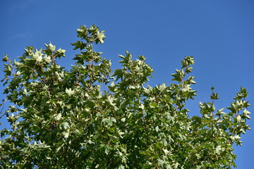 leaves and sky