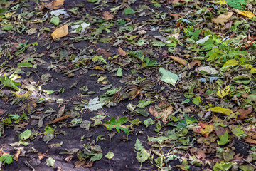 A chipmunk playing on the forest floor of High Park on a fall day.