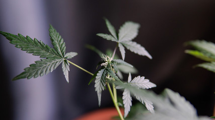 Cannabis Flowering Stage. Weed Buds in close-up