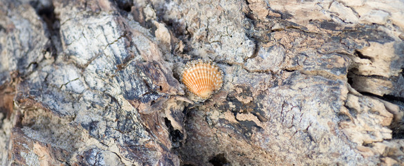 Coquillage