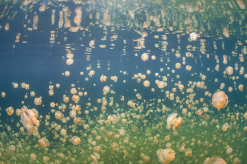 Obraz premium Millions of Golden Jellyfish Swim in Palau's Jellyfish Lake