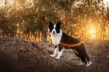 Naklejka na ściany i meble border collie dog in autumn forest beautiful sunset