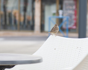 Oiseau sur un dossier de chaise