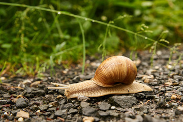 Weinbergschnecke kriecht auf einem Schotterweg