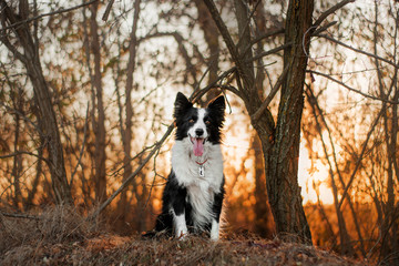 Obraz premium border collie dog in autumn forest beautiful sunset
