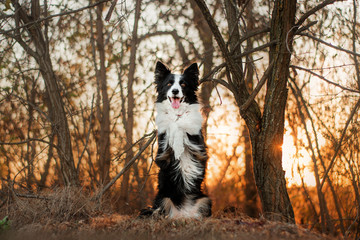 border collie dog in the autumn forest makes a wonderful sunset trick funny