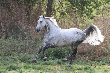 Holländisches Warmblut