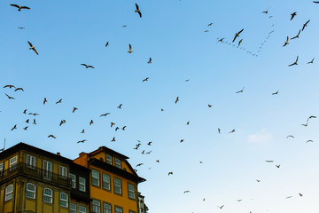 Fototapeta na wymiar Flocks of seagulls over the old town roofs in Porto, Portugal.
