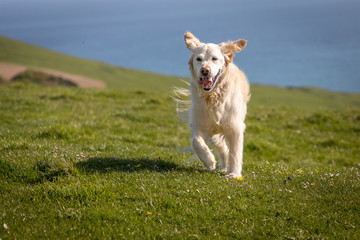 Happy dog running on cliff top field