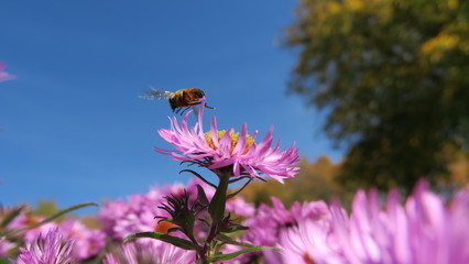 Hungry bee