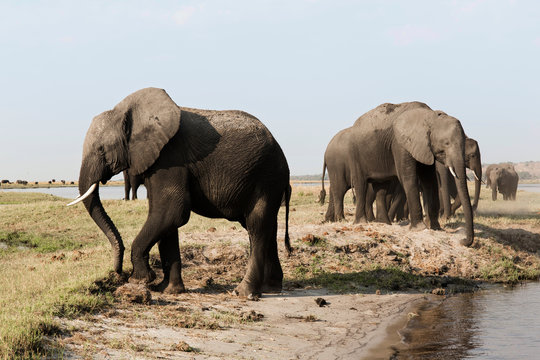 A herd of elephants approaches a waterhole in Etosha national park. Northrtn Namibia, Africa