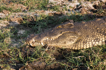 Crocodile in Erindi Private Game Reserve in Nambia