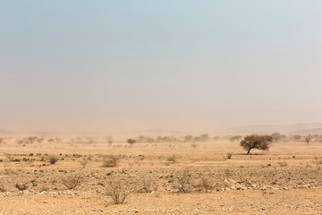 Fototapeta na wymiar desert trees in front of a white sand storm, Namib, Naukluft Park, Namibia, Africa
