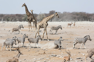 Fototapeta na wymiar Giraffes, Zebra, and Springbok gather at a watering hole in Etosha National Park to drink in Namibia, Africa
