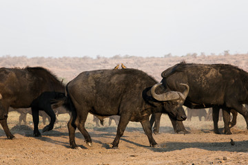 Herd of cape buffalo in namibia