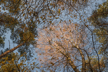 brzoza © Marcin Kumorek