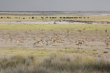 Fototapeta na wymiar The springbok (Antidorcas marsupialis) an herd of antelope in the desert