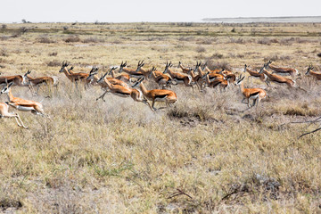 The springbok (Antidorcas marsupialis) an herd of antelope runs in the desert. Antelopes on the sand