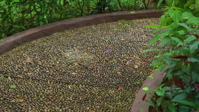 reflexological path in a tropical park
