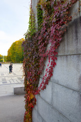 Elegantly hanging autumnal ivy on a building