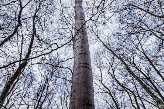 Trees shot from the bottom position heading towards the sky. Picture taken in the german woods of the Eifel region. Many branches with autumn leaves rank through the picture.