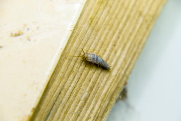 Insect feeding on paper - silverfish. Pest books and newspapers.