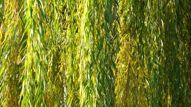 Closeup view of beautiful fluffy green and yellow branches with seasonal changes of colors at leaves. Green and yellow natural wall background. Real time 4k video footage.
